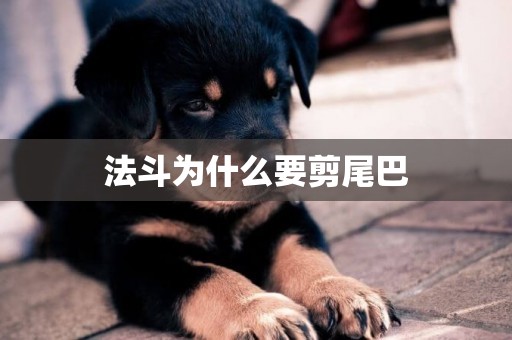 法斗為什么要剪尾巴