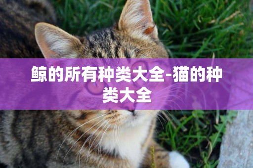 鯨的所有種類大全-貓的種類大全