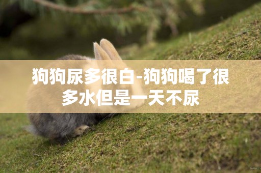 狗狗尿多很白-狗狗喝了很多水但是一天不尿