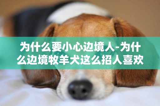 為什么要小心邊境人-為什么邊境牧羊犬這么招人喜歡
