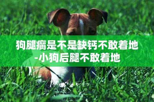 狗腿瘸是不是缺鈣不敢著地-小狗后腿不敢著地