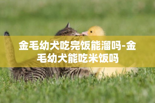 金毛幼犬吃完飯能溜嗎-金毛幼犬能吃米飯嗎