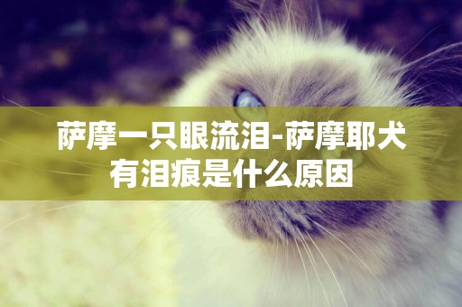 薩摩一只眼流淚-薩摩耶犬有淚痕是什么原因