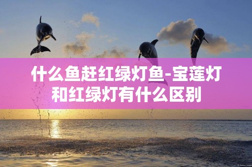 什么魚趕紅綠燈魚-寶蓮燈和紅綠燈有什么區別