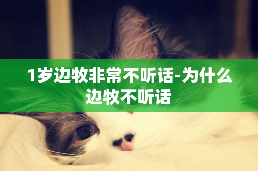 1歲邊牧非常不聽話-為什么邊牧不聽話