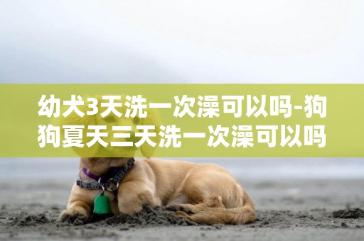 幼犬3天洗一次澡可以嗎-狗狗夏天三天洗一次澡可以嗎