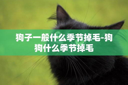狗子一般什么季節掉毛-狗狗什么季節掉毛