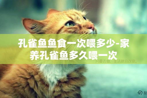 孔雀魚魚食一次喂多少-家養孔雀魚多久喂一次