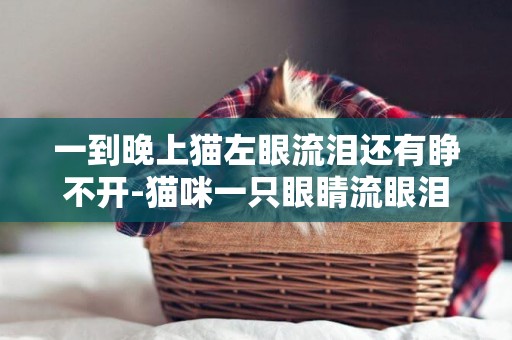 一到晚上貓左眼流淚還有睜不開-貓咪一只眼睛流眼淚睜不開怎么辦