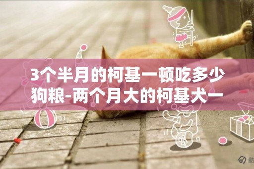 3個半月的柯基一頓吃多少狗糧-兩個月大的柯基犬一頓喂多少狗糧