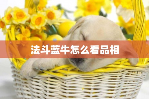 法斗藍牛怎么看品相