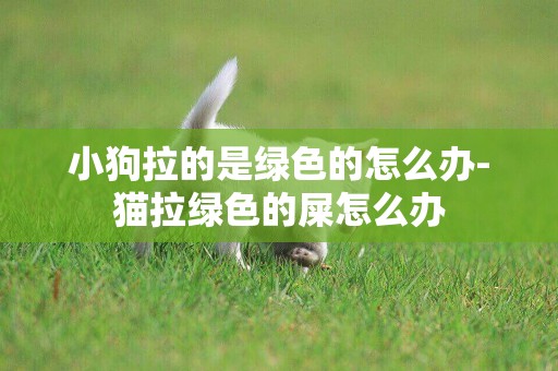 小狗拉的是綠色的怎么辦-貓拉綠色的屎怎么辦