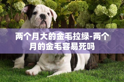 兩個月大的金毛拉綠-兩個月的金毛容易死嗎