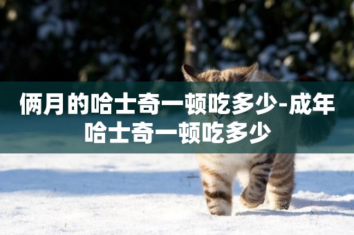 倆月的哈士奇一頓吃多少-成年哈士奇一頓吃多少