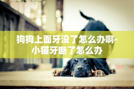 狗狗上面牙沒了怎么辦啊-小貓牙斷了怎么辦