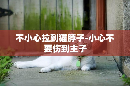 不小心拉到貓脖子-小心不要傷到主子
