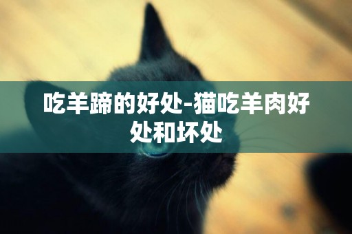 吃羊蹄的好處-貓吃羊肉好處和壞處