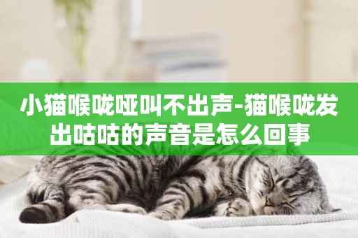 小貓喉嚨啞叫不出聲-貓喉嚨發出咕咕的聲音是怎么回事