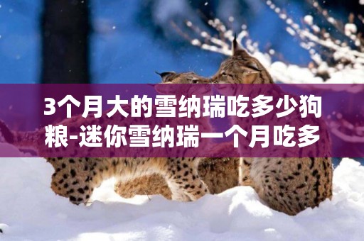 3個月大的雪納瑞吃多少狗糧-迷你雪納瑞一個月吃多少狗糧