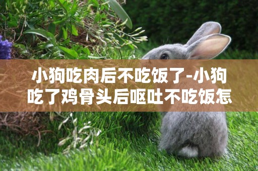 小狗吃肉后不吃飯了-小狗吃了雞骨頭后嘔吐不吃飯怎么辦