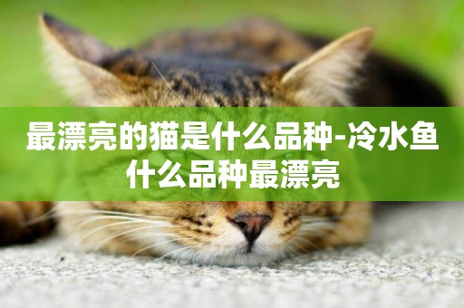 最漂亮的貓是什么品種-冷水魚什么品種最漂亮