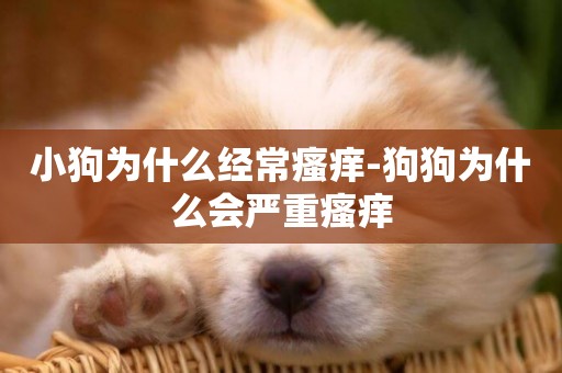 小狗為什么經常瘙癢-狗狗為什么會嚴重瘙癢