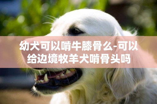 幼犬可以啃牛膝骨么-可以給邊境牧羊犬啃骨頭嗎