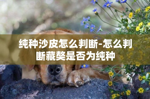 純種沙皮怎么判斷-怎么判斷藏獒是否為純種