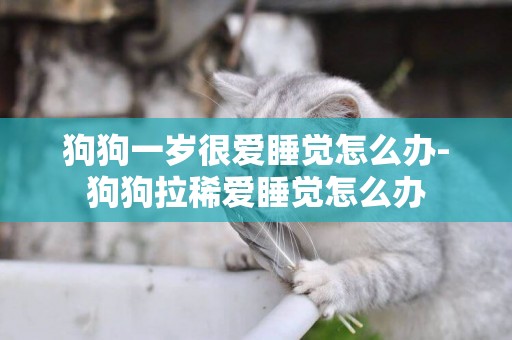 狗狗一歲很愛睡覺怎么辦-狗狗拉稀愛睡覺怎么辦