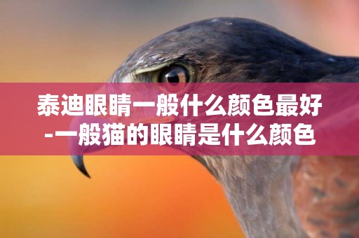 泰迪眼睛一般什么顏色最好-一般貓的眼睛是什么顏色