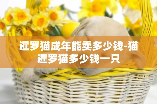 暹羅貓成年能賣多少錢-貓暹羅貓多少錢一只