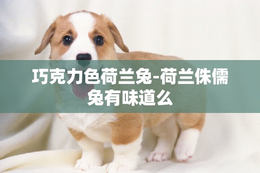 巧克力色荷蘭兔-荷蘭侏儒兔有味道么