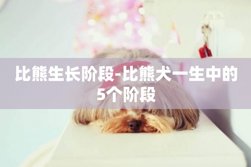 比熊生長階段-比熊犬一生中的5個階段