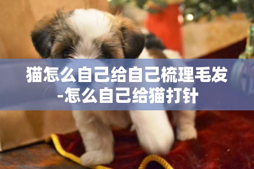 貓怎么自己給自己梳理毛發-怎么自己給貓打針