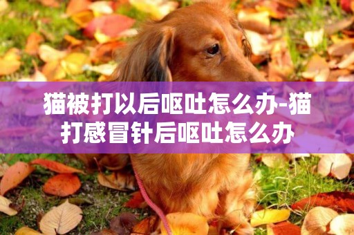 貓被打以后嘔吐怎么辦-貓打感冒針后嘔吐怎么辦