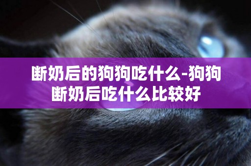 斷奶后的狗狗吃什么-狗狗斷奶后吃什么比較好