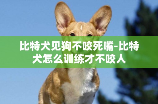 比特犬見狗不咬死嘴-比特犬怎么訓練才不咬人