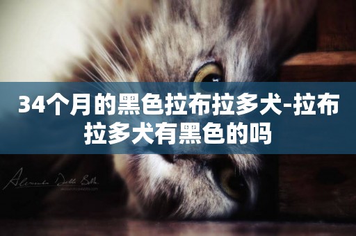 34個月的黑色拉布拉多犬-拉布拉多犬有黑色的嗎