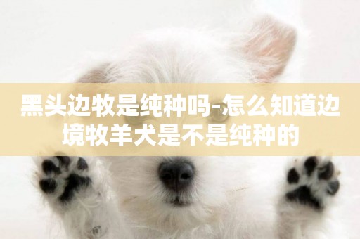 黑頭邊牧是純種嗎-怎么知道邊境牧羊犬是不是純種的