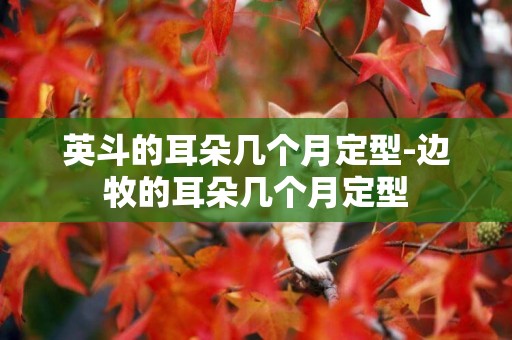 英斗的耳朵幾個月定型-邊牧的耳朵幾個月定型