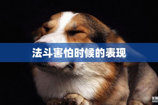 法斗害怕時候的表現