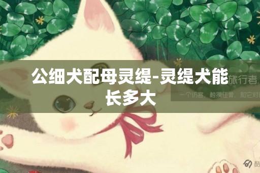 公細犬配母靈緹-靈緹犬能長多大