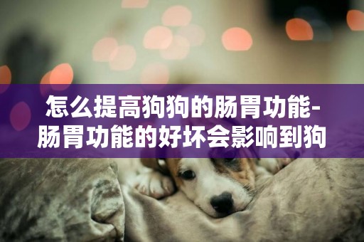 怎么提高狗狗的腸胃功能-腸胃功能的好壞會影響到狗狗的情緒