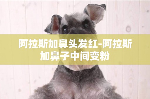阿拉斯加鼻頭發紅-阿拉斯加鼻子中間變粉