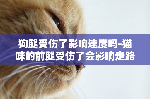 狗腿受傷了影響速度嗎-貓咪的前腿受傷了會影響走路嗎