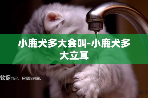 小鹿犬多大會叫-小鹿犬多大立耳