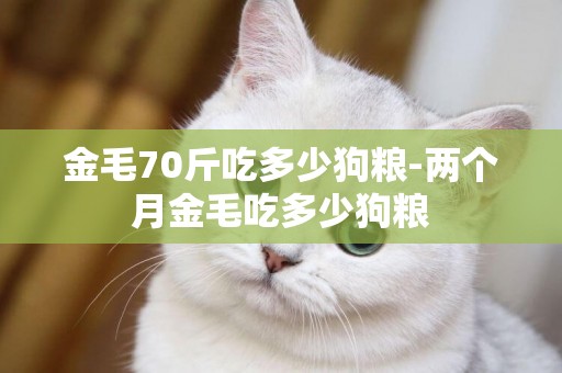 金毛70斤吃多少狗糧-兩個月金毛吃多少狗糧