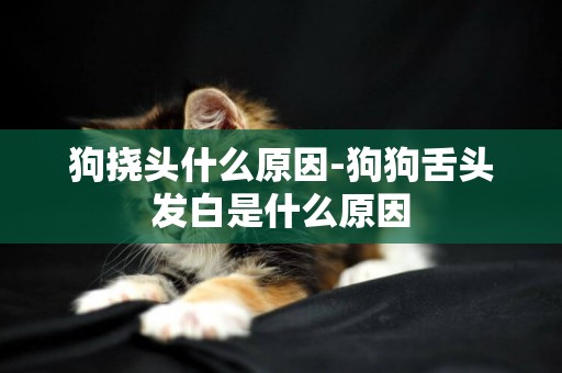 狗撓頭什么原因-狗狗舌頭發白是什么原因