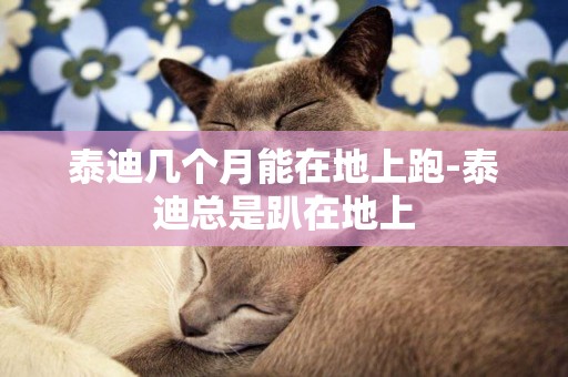泰迪幾個月能在地上跑-泰迪總是趴在地上