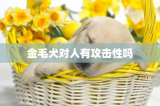 金毛犬對人有攻擊性嗎